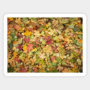 autumn season foliage Sticker